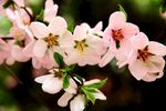 花卉