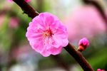 花卉