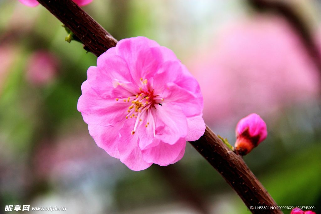 花卉