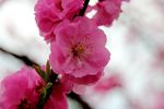 花卉