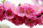 花卉