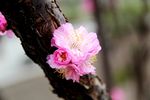 花卉