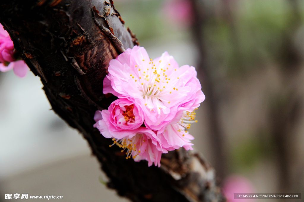 花卉