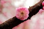 花卉