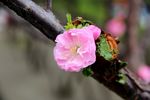小桃花