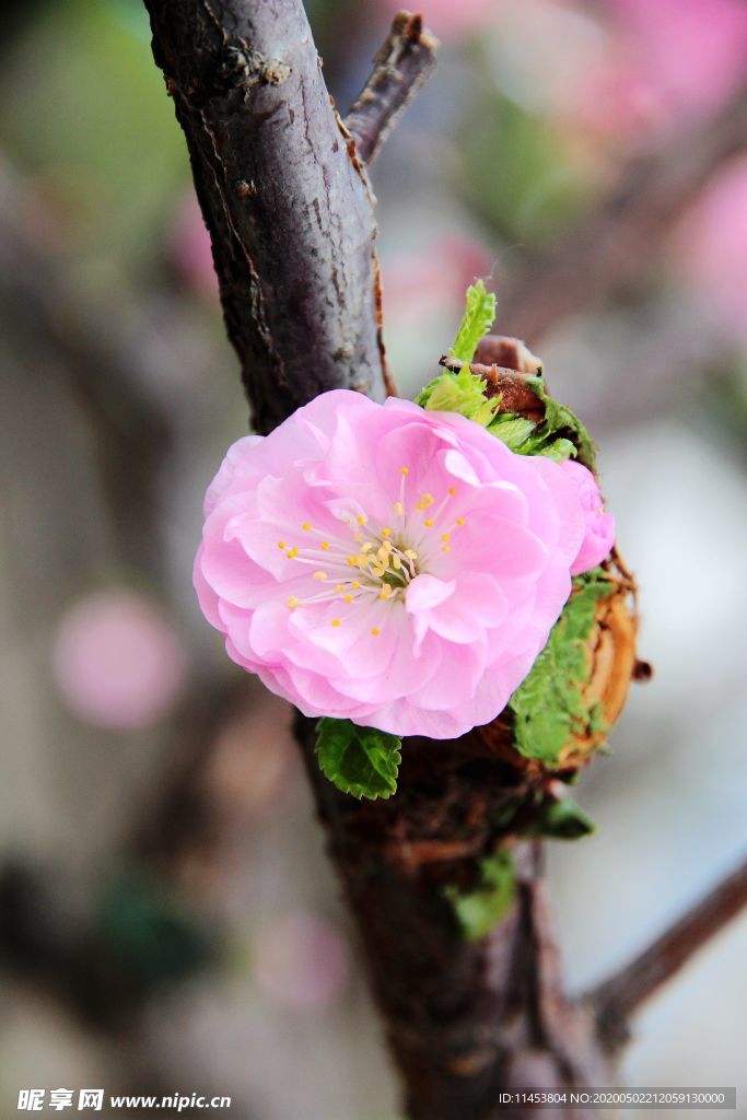 花卉