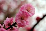小桃红