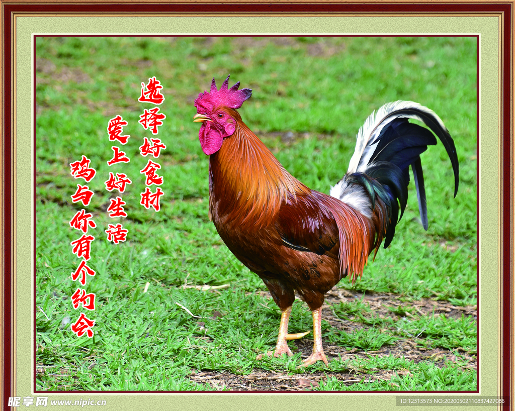 公鸡 鸟 农场 - Pixabay上的免费照片 - Pixabay