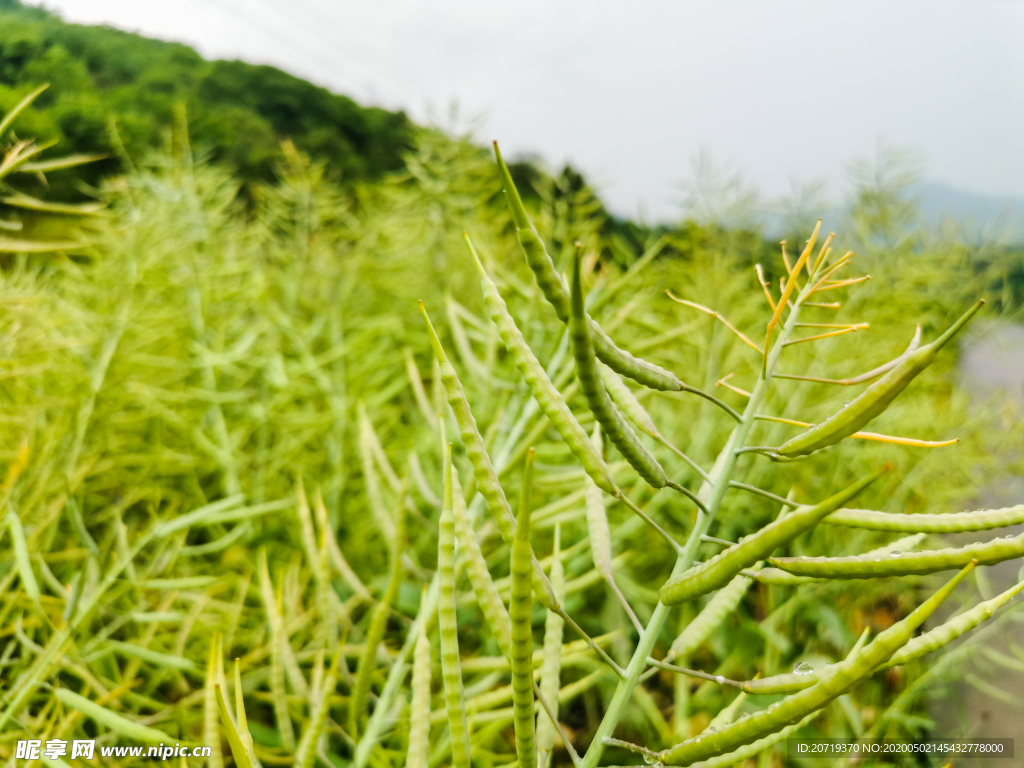 油菜籽