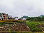 农村