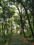 下山的台阶