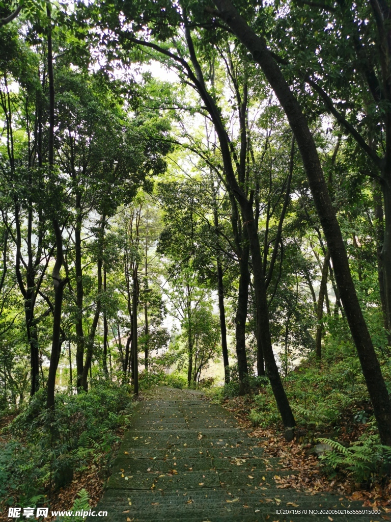 下山的台阶