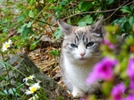 猫
