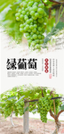绿葡萄水果海报