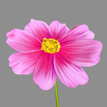花朵写实花卉漂亮