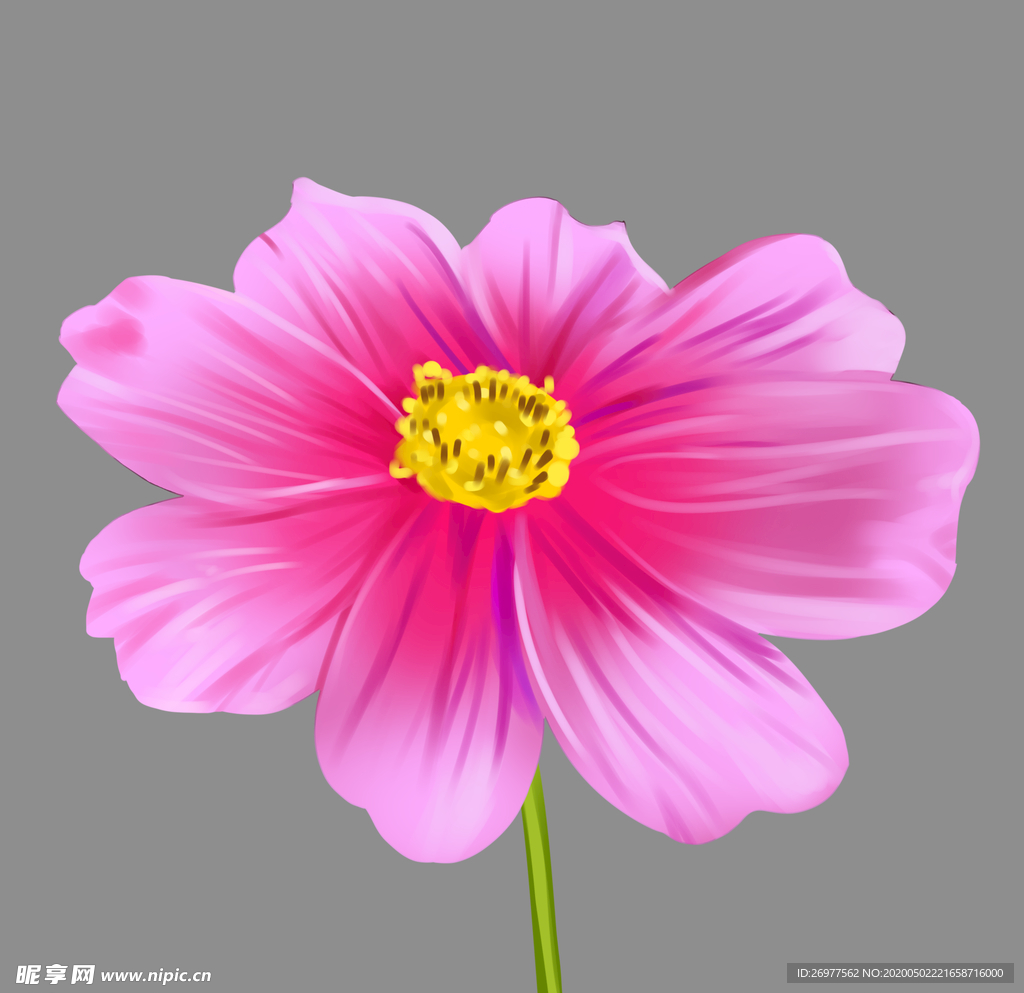 花朵写实花卉漂亮