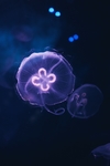 水母