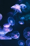 水母