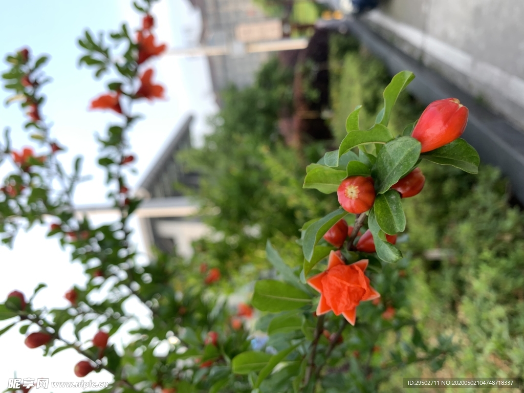 石榴花蕾