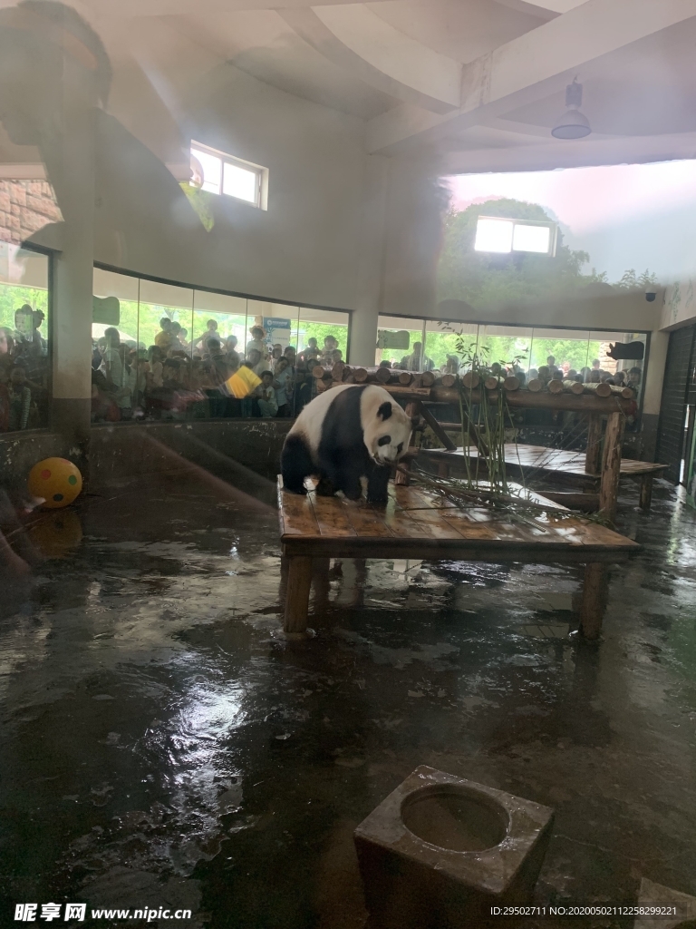 大熊猫