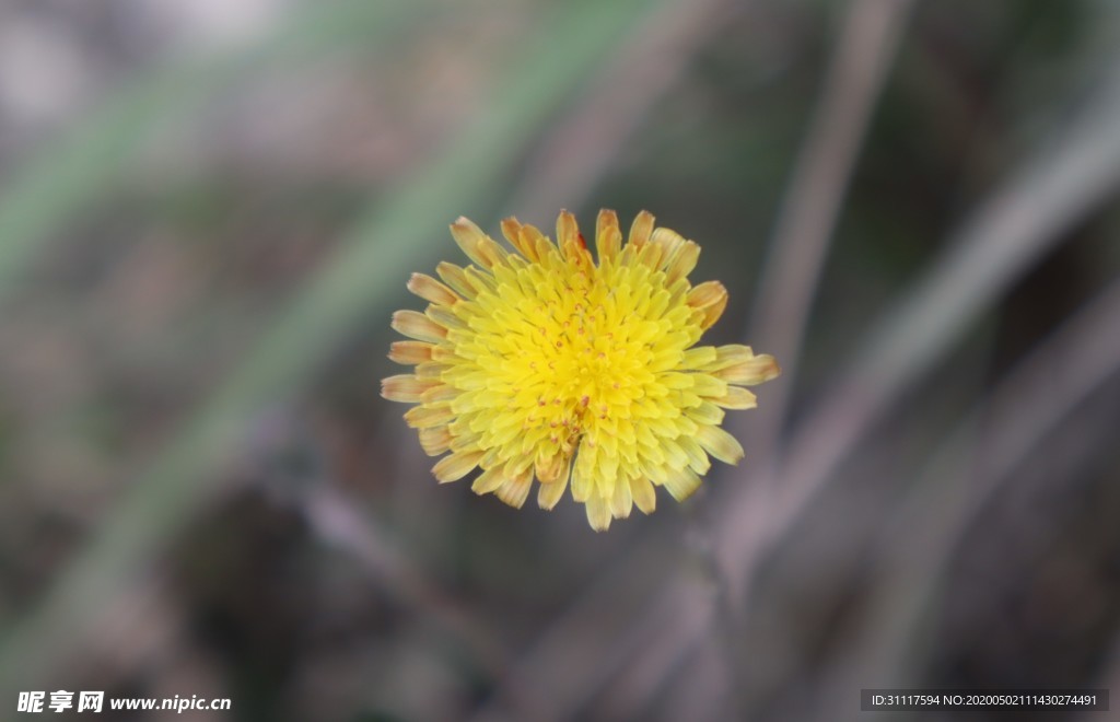 苣荬菜 小黄花