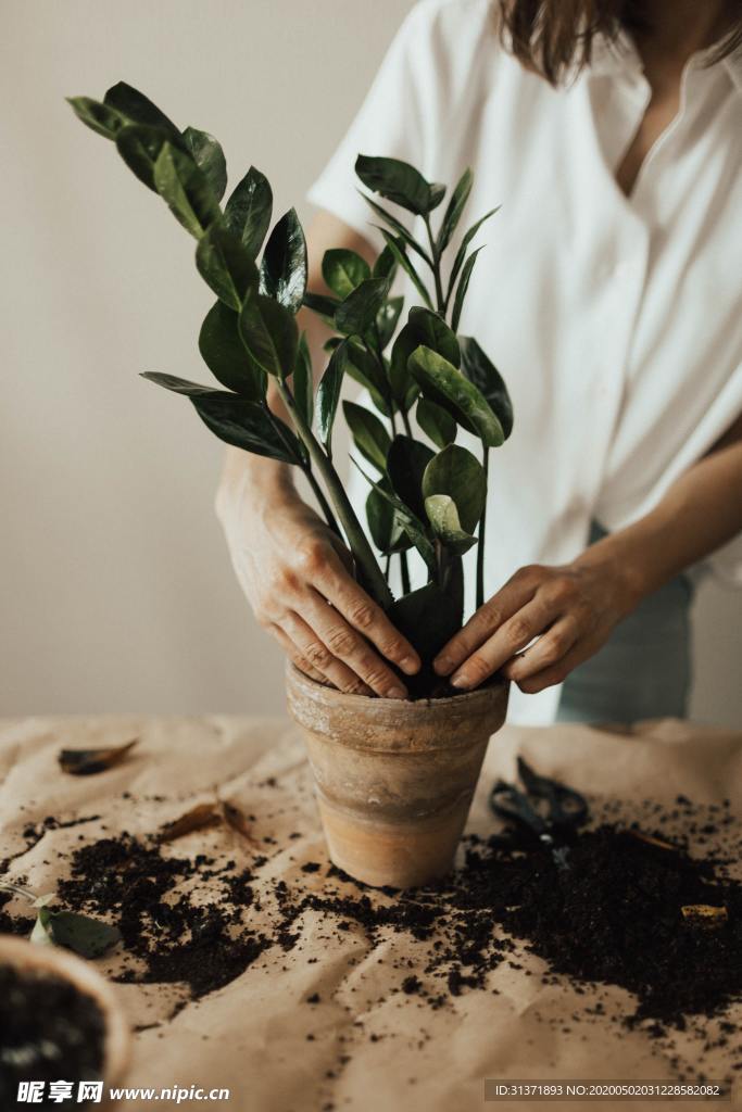 种植金钱树