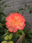 月季花