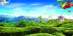 茶园风景