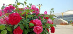 月季花