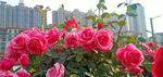 月季花