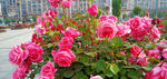 月季花