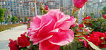 月季花