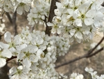 李子花