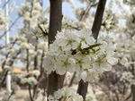 李子花