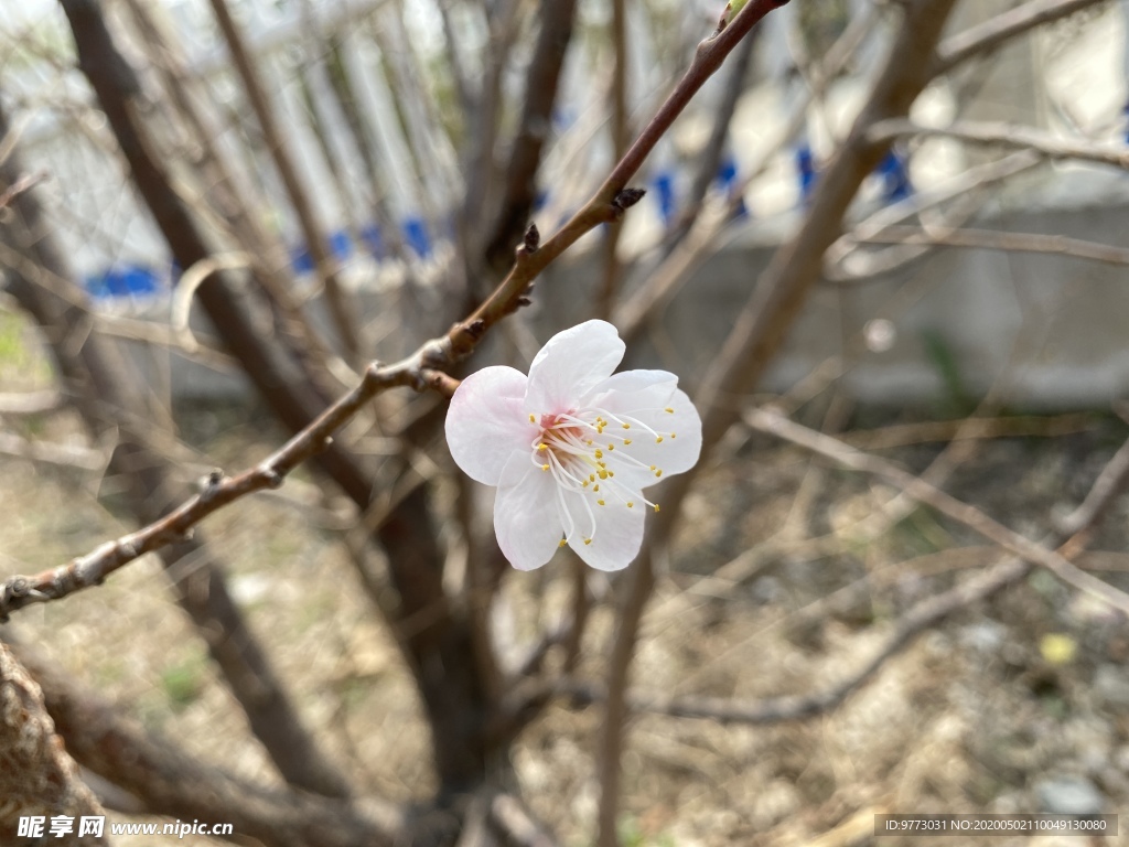 李子花