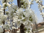 李子花