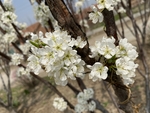 李子花