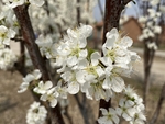 李子花