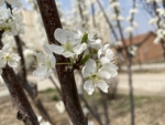 李子花