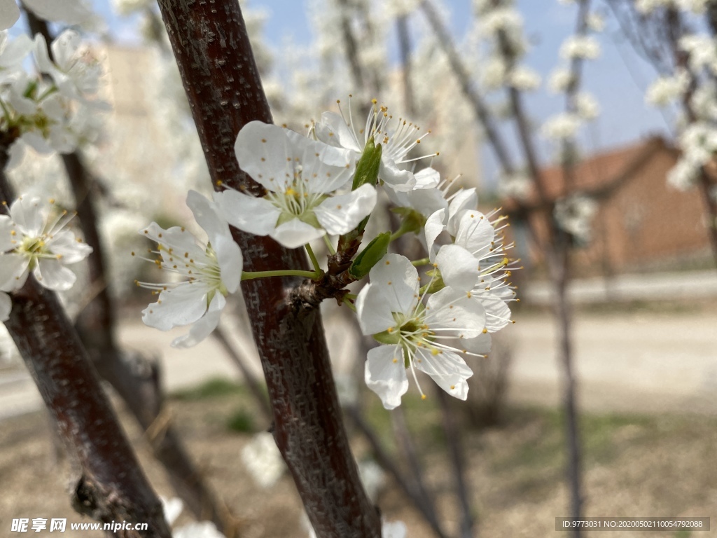 李子花