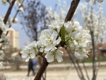 李子花