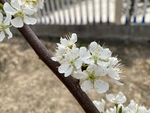 李子花