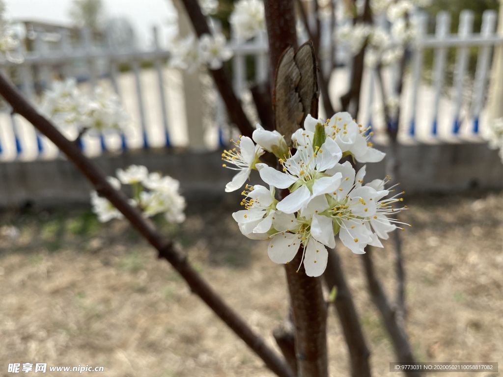 李子花