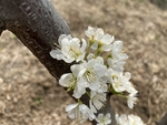 李子花