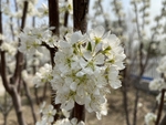 李子花