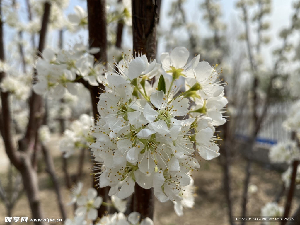 李子花