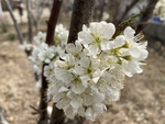 李子花