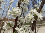 李子花