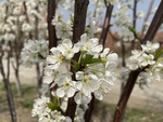 李子花