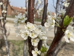 李子花